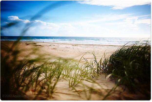 Beach Weeds