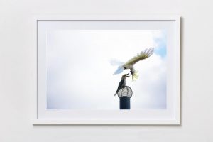 Shadow Box | White 125cm x 91cm | $1,300