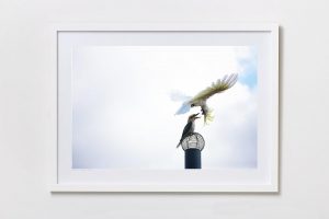 Shadow Box | White 125cm x 91cm | €975