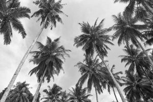 Black Palms, Mentawai Islands