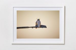 Shadow Box | White 125cm x 91cm | $965