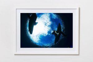Shadow Box | White 125cm x 91cm | $965