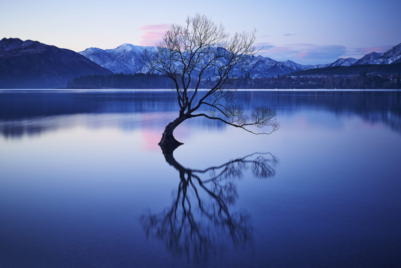 Wanaka Lake Tree Aquabumps cf005602