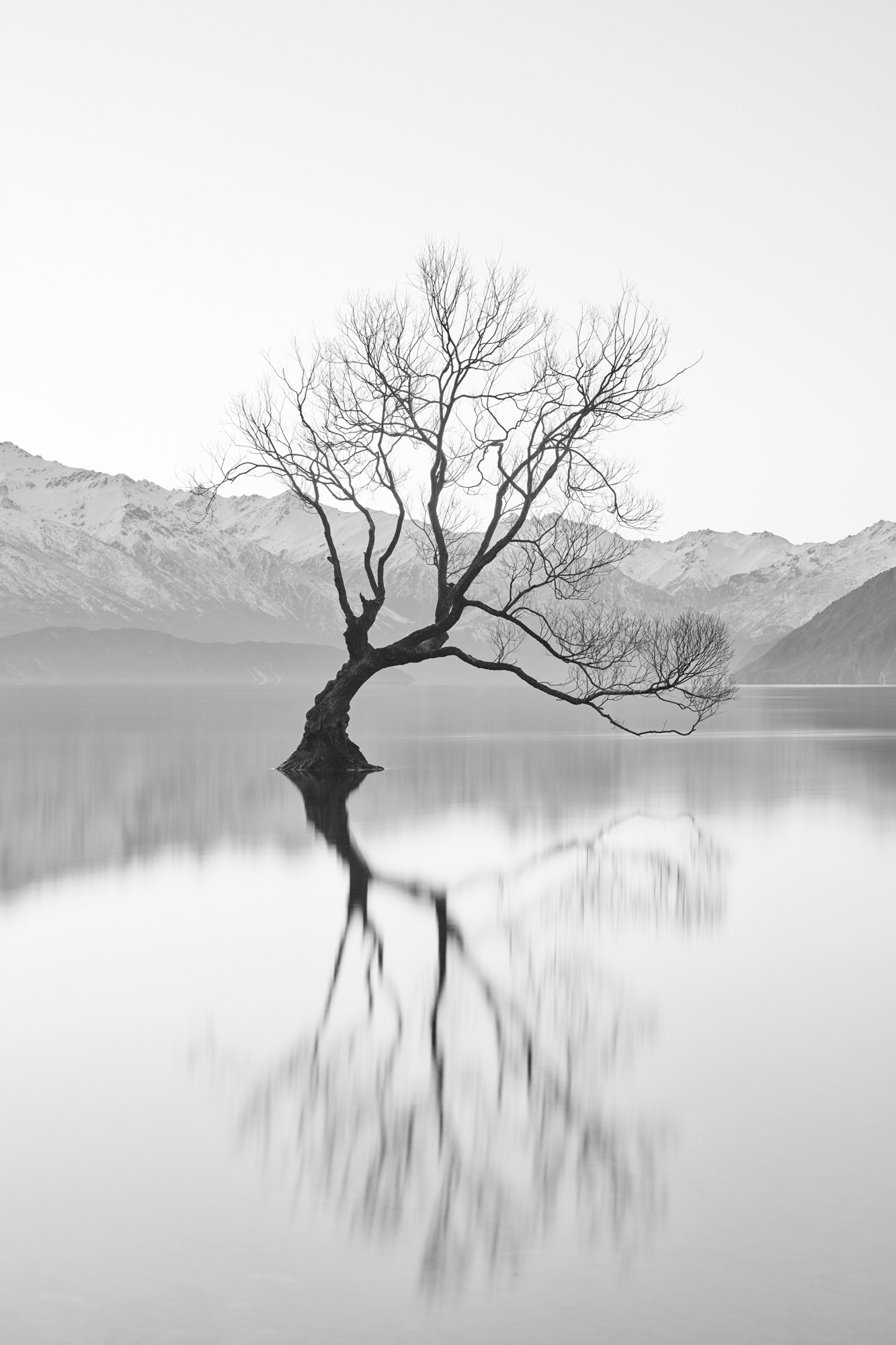 Tree Reflection Aquabumps cf005606