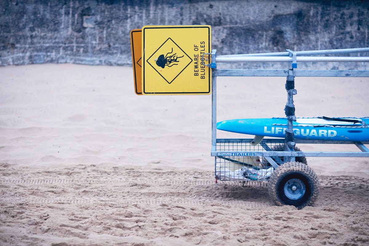 Blueys have been around. Bondi 6:30am today