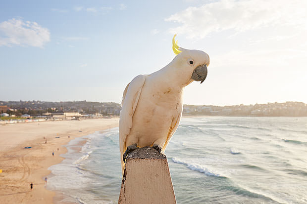 Crackers, Bondi Beach