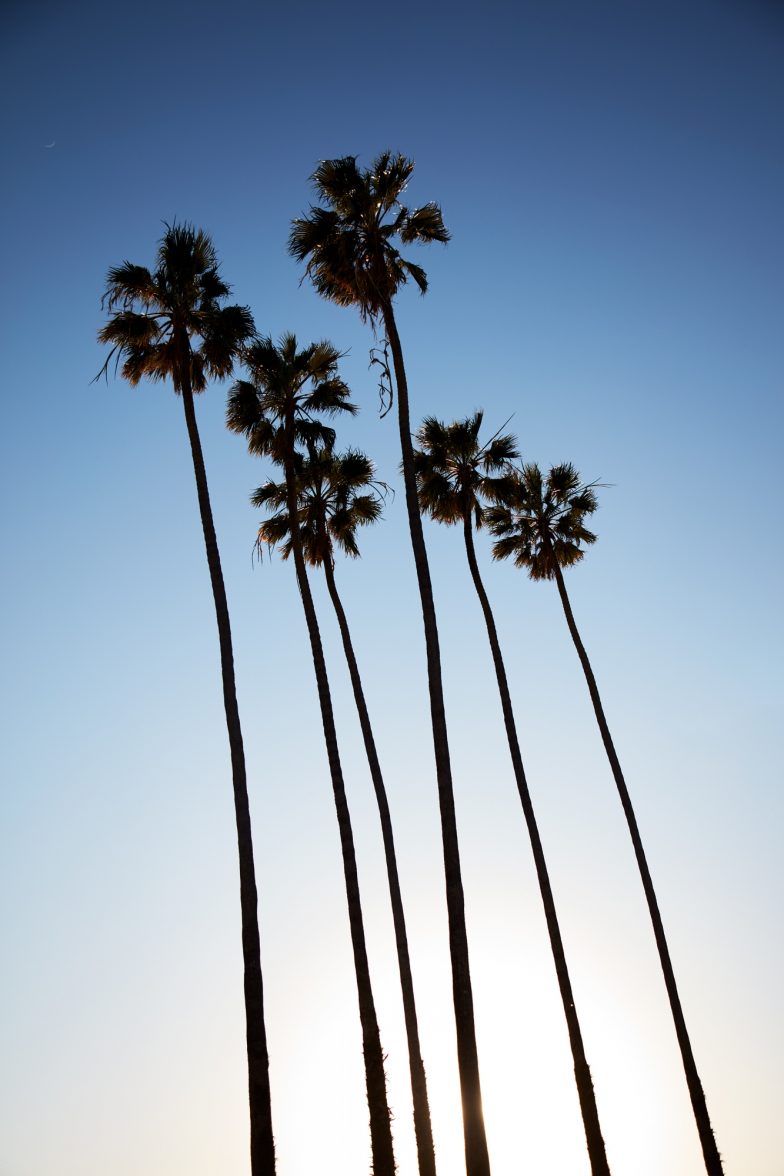 Missing those palms, Santa Monica