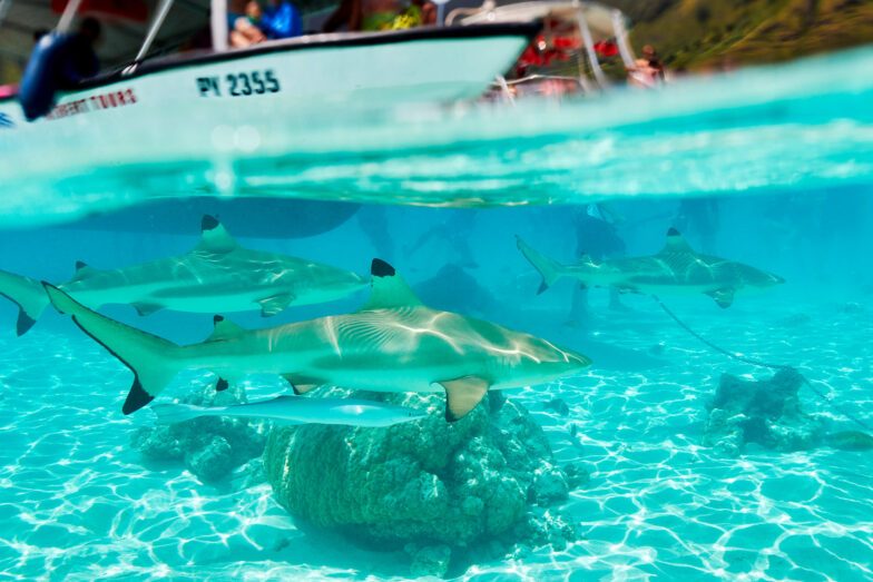 Full of life above and below the surface, Moorea Sunset Beach