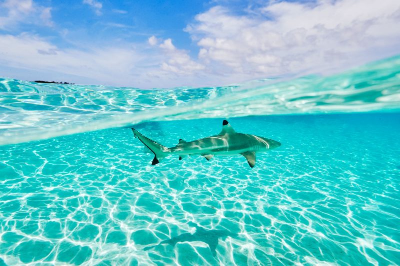 Moorea black tips, curious little buggers