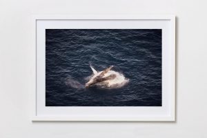 Shadow Box | White 125cm x 91cm | €975