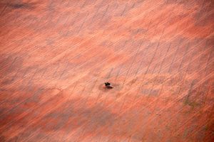 Lone tree. Mildura