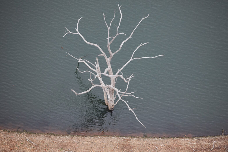 Trees grow in lakes? Lake Windamere