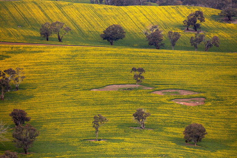 Canola! Boom!