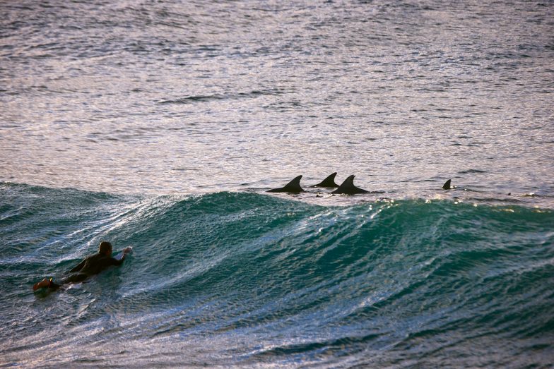 Bondi Beach, 7:30am today - pack of dolphins in the bay