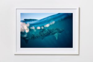 Shadow Box | White 125cm x 91cm | $1,300