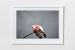 Shadow Box | White 125cm x 91cm | $1,500