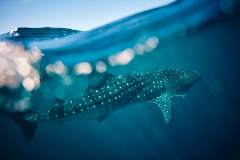 Whale Sharks, Ningaloo Reef, WA - May 8