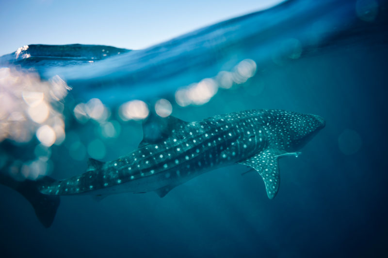 Giant spotted fish - the incredible Whale Sharks of Ningaloo