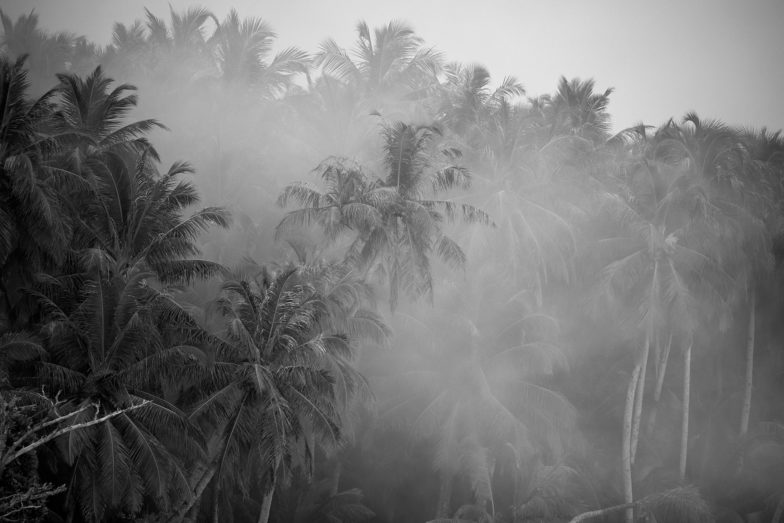 Smokey palms, Mentawais