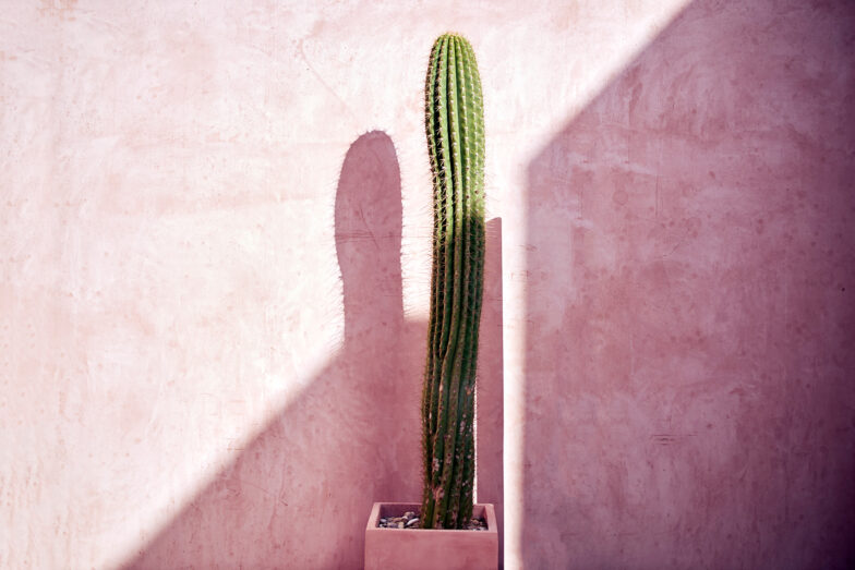 Neuendorf House cactus