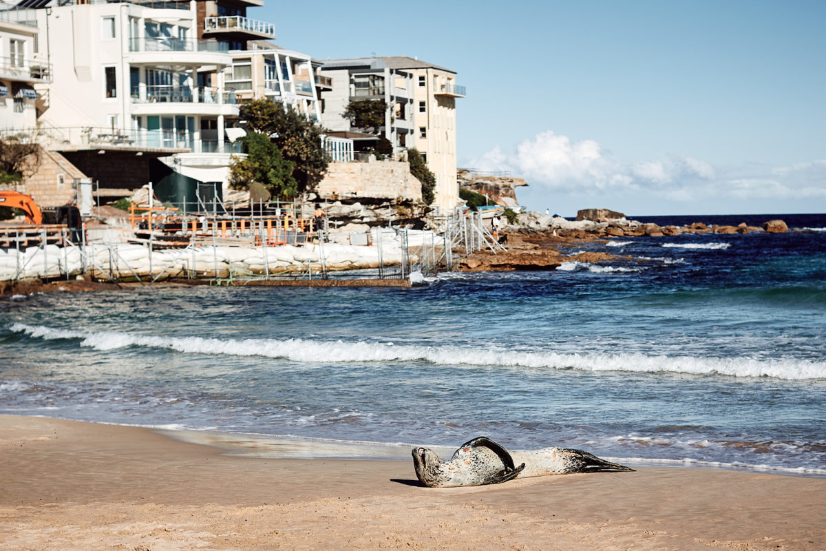 A Leopard Seal schlepped up from Antarctica, Bondi Beach