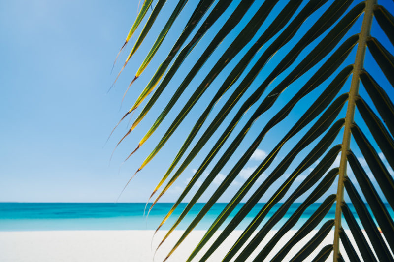 Palms and blues, Ouvea, New Caledonia