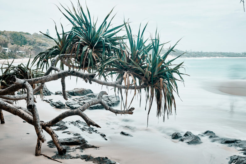 Pandanus trees Byron Bay