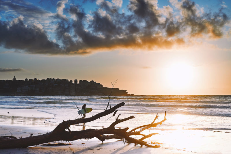 We've got a big tree washed up at Bondi today