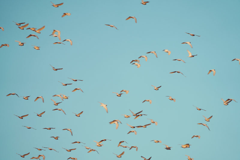 Birds flying south, Maroubra