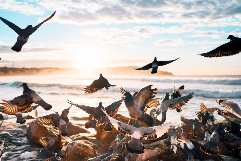 The Annual Pigeon Sunrise Conference at South Bondi this morning