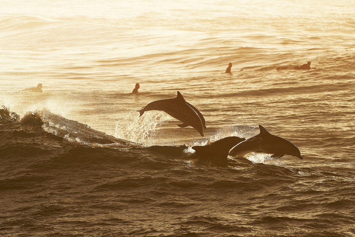 Party time, Dolphin style, South Bondi 7:45am