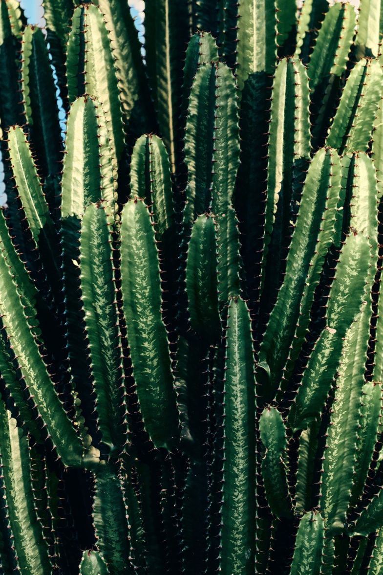 Cactus greens