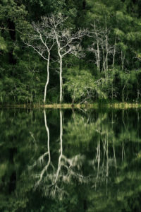 Smith's Lake reflections