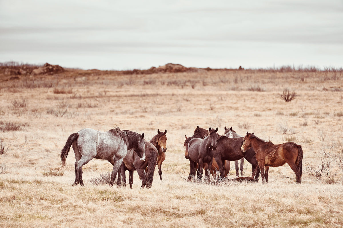 Brumbies in the wild. Long Plain