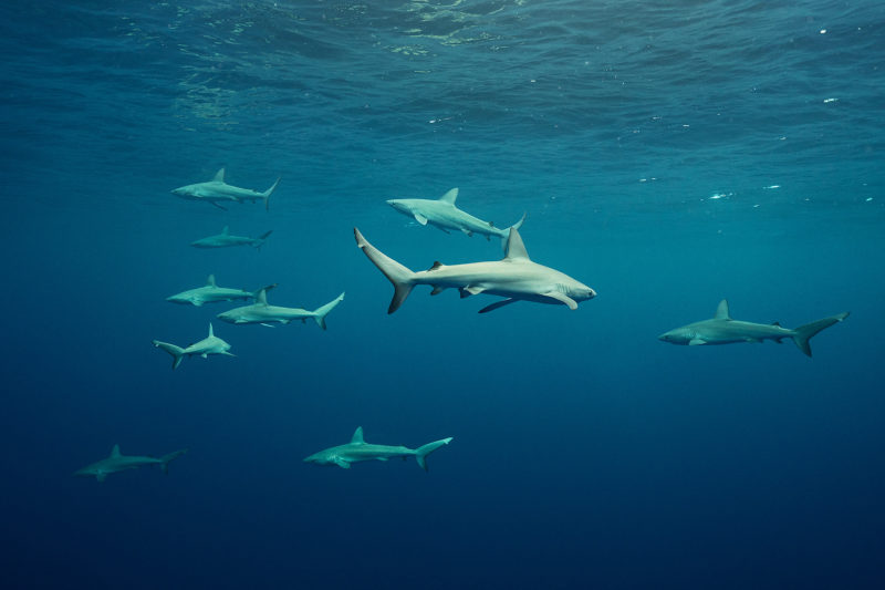 Shark dive, four miles out anyone?