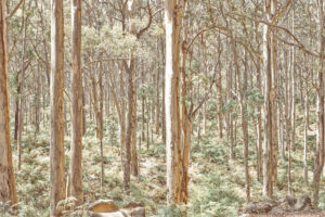 Boranup Forest, South West