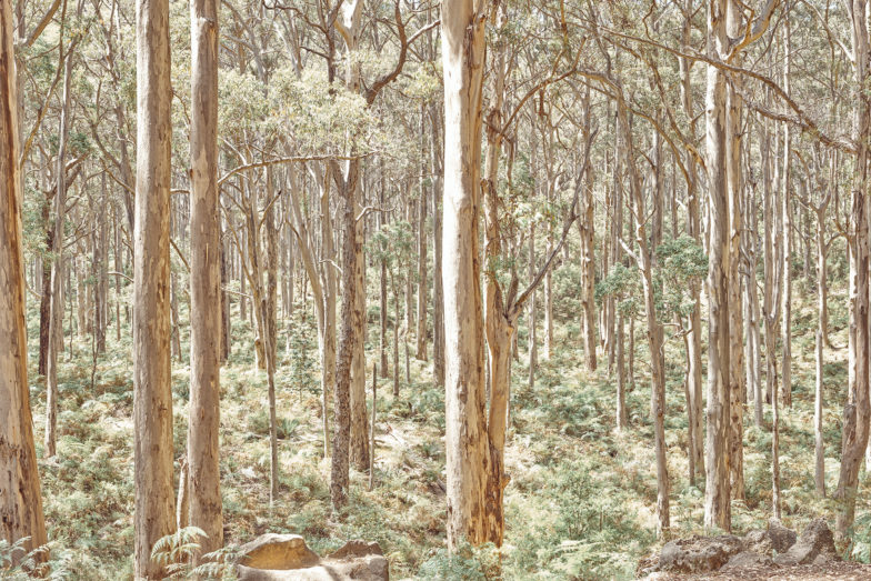 Boranup Forest, South West