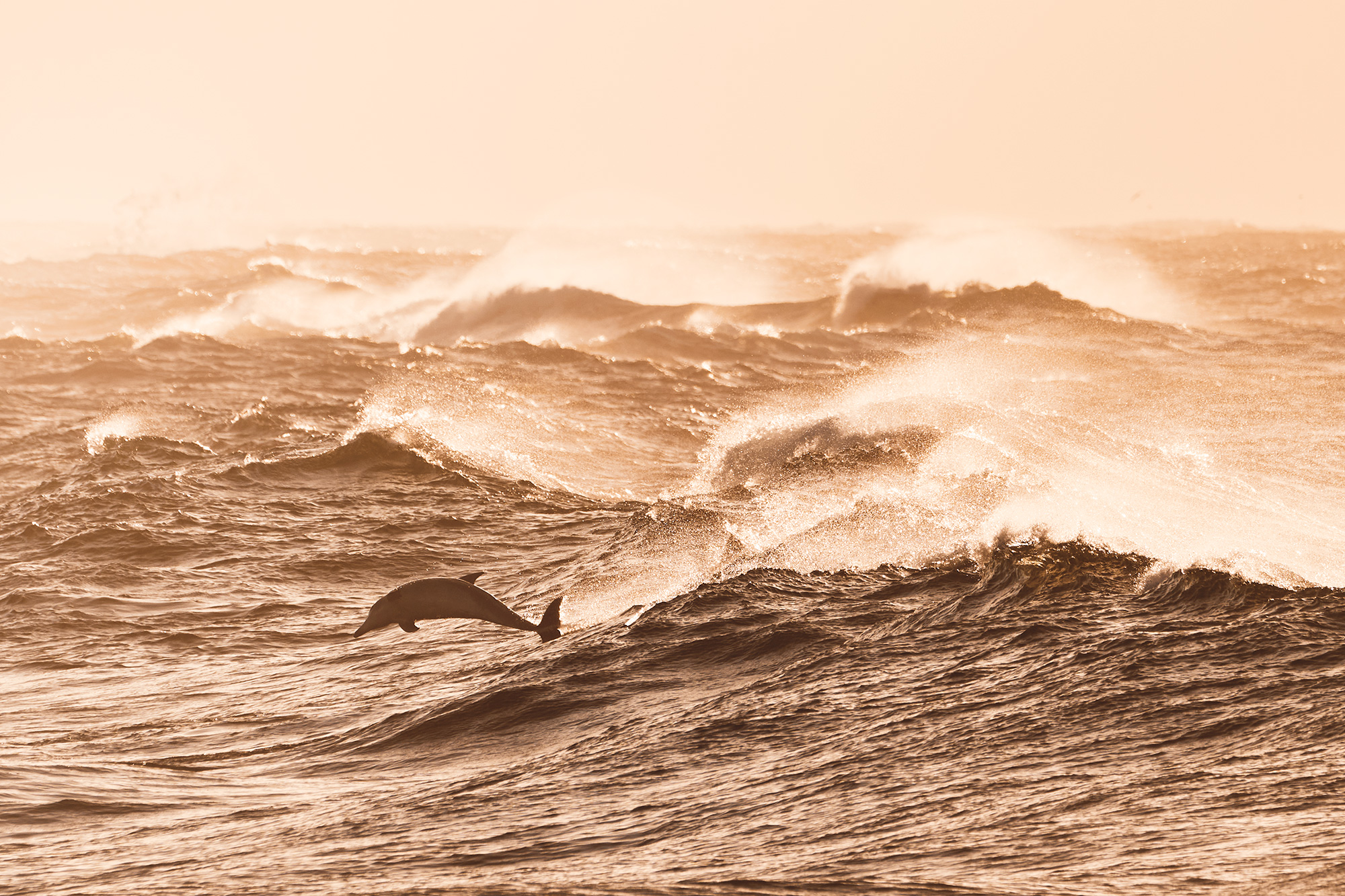 Large pod in Bronte/Tamarama all morning putting on a show