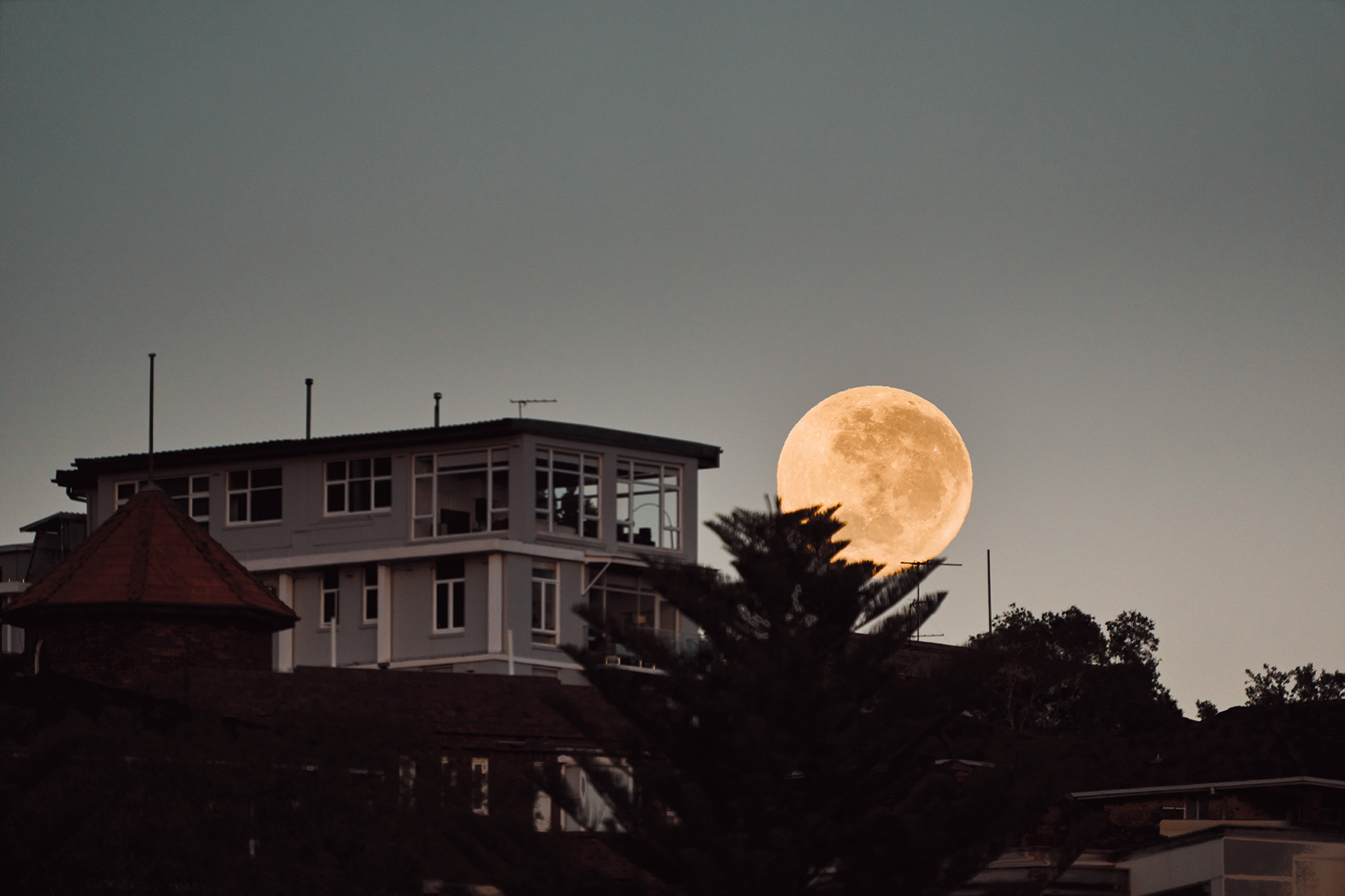 Big rose moon was on the prowl earlier this morning